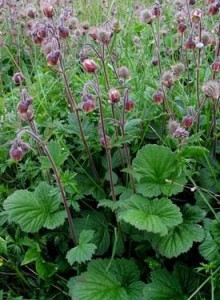 Meryem Otu neye iyi gelir?