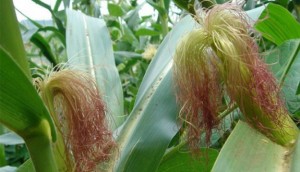 Mısır püskülü çayı zayıflatır mı?