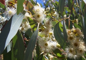 Okaliptus neye iyi gelir?