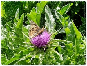 Ege’nin şifalı otları