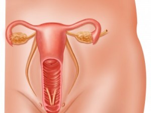 Tıkalı tüpleri açan bitkisel kürler