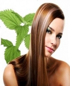 İnce telli saçlara ısırgan otu kürü