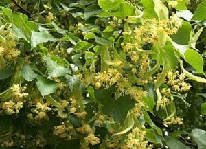 Tilya çayının faydaları