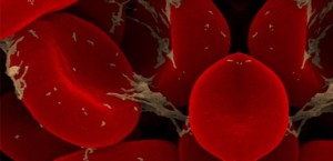 Trombosit Düşüklüğü nedir?