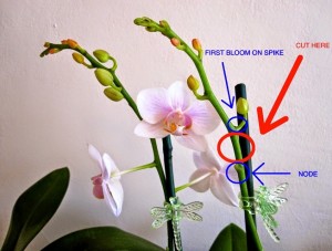Orkide-nasil-Budanir-