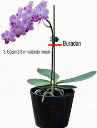 Orkide nasıl budanır?