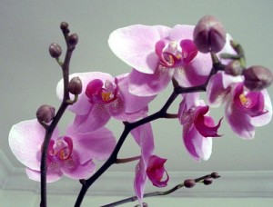 Orkide nasıl çiçek açtırılır?