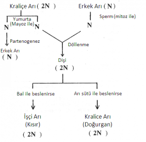 modern-genetik-uygulamalari-2