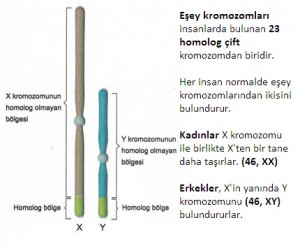 modern-genetik-uygulamalari-3