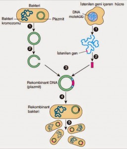 modern-genetik-uygulamalari-4