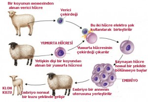 modern-genetik-uygulamalari-5
