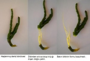 deniz_borulcesi_nasil ayiklanir