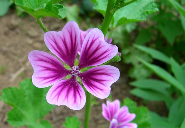 Ebegumecinin faydaları