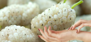 Egzamaya Bitkisel Çözümler