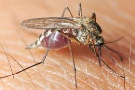 Sivrisinek Kaşıntısına Ne İyi Gelir?